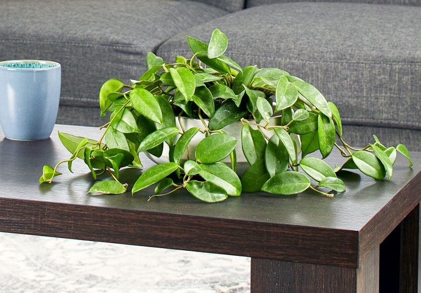 How to Plant and Care for Hoya Plants