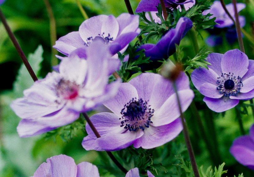 How to Plant and Grow Anemone Bulbs