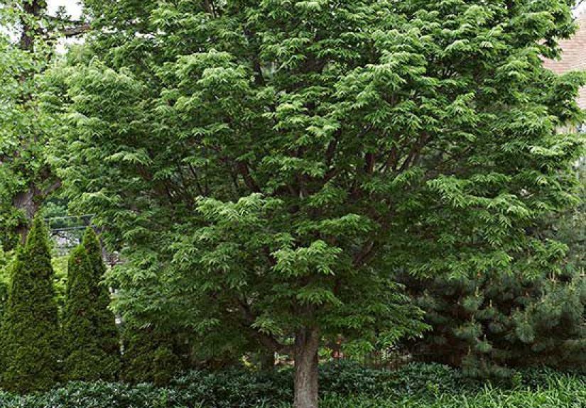 How to Plant and Grow Hackberry