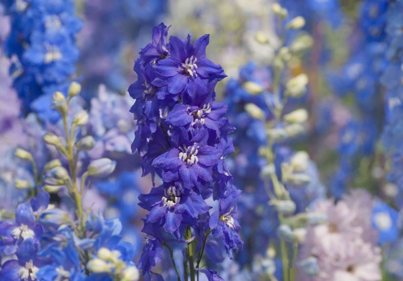 How to Plant, Grow, and Care for Delphiniums