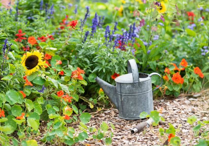 How to Use Fish Emulsion to Boost Your Garden’s Growth Naturally