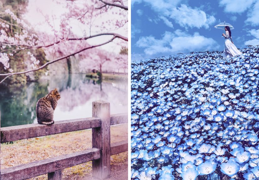 I Bought Tickets To Japan During The Cherry Blossom, But Ended Up In A Pink Fairy Tale Instead