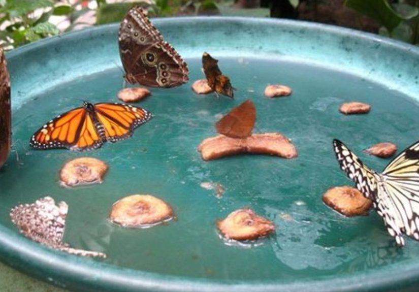 Make A DIY Butterfly Feeder In 6 Easy Steps