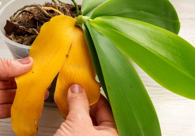Orchid Leaves Turning Yellow? 6 Causes and How to Fix Them