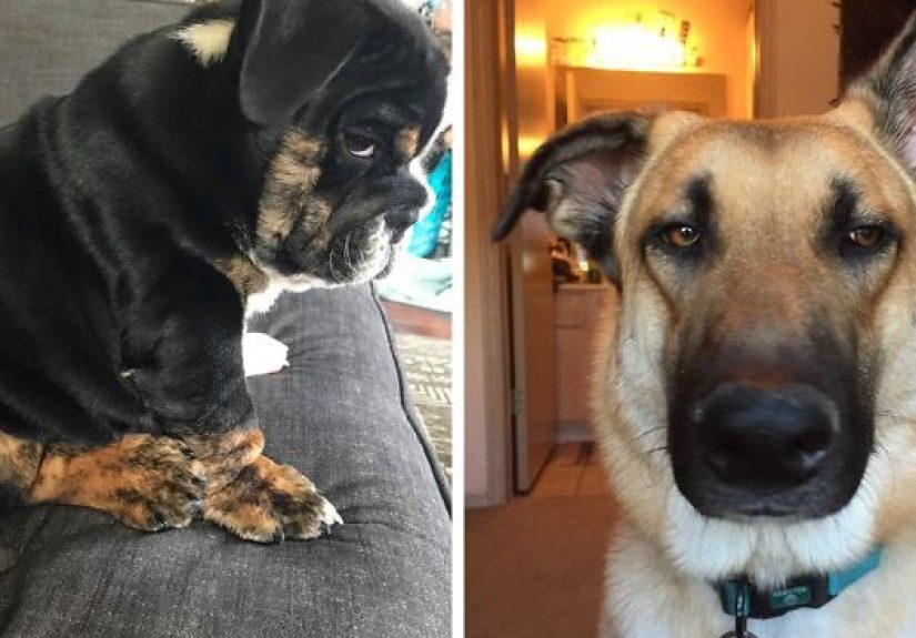 People Are Sharing Pics Of Their Dogs Giving The Most Disapproving Looks For The #DisapprovingDogChallenge, And It’s Hilarious (30 Pics)