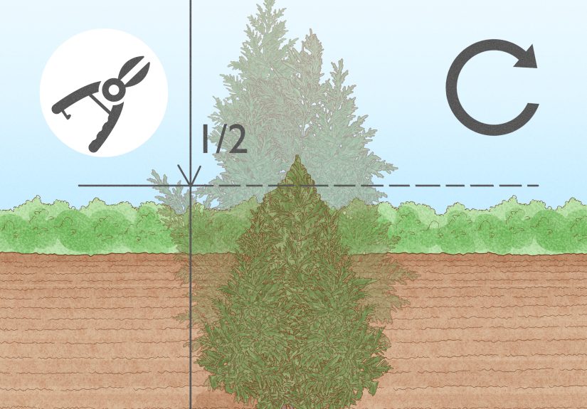 Prune a Leyland Cypress for Fast Height and Thick Growth