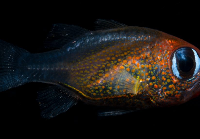 Scientists Have Discovered 71 New Species In 2019 And Here’s How 25 Of Them Look