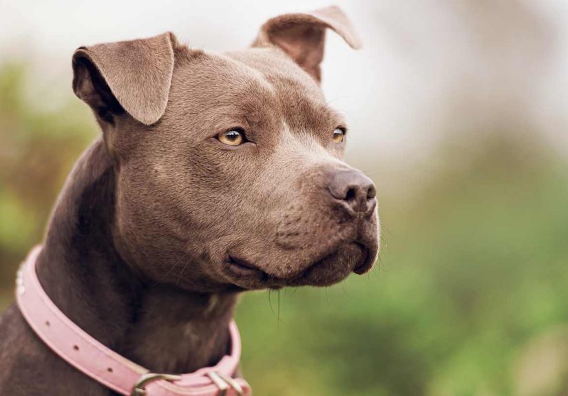 See Which Dog Names America Loves in 2025