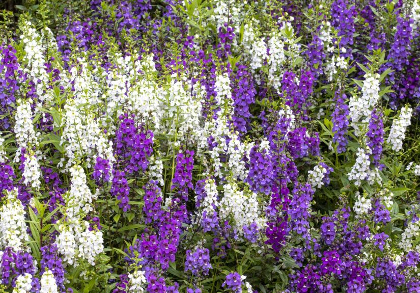 Should You Cut Back Snapdragons Before Winter? Here’s the Right Timing