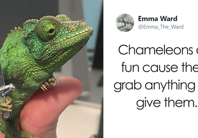Someone Just Noticed That Chameleons Will Hold Onto Anything You Give Them, And It’s Hilarious