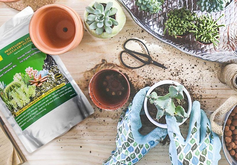 The Best Soils for Succulents - Picks from Bob Vila