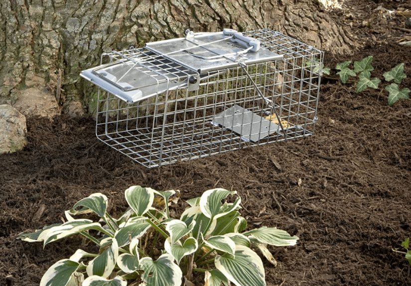 The Best Squirrel Traps - Top Picks from Bob Vila