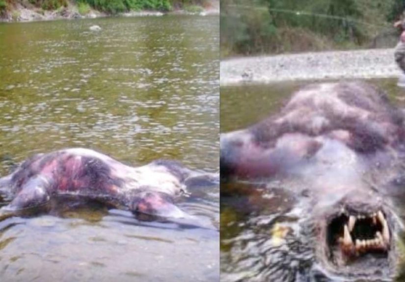 These Photos And Videos Just Might Prove The Existence Of Werewolves