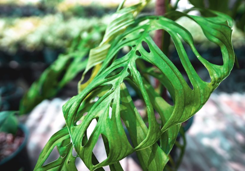 This Rare Monstera Variety Looks Straight Out of a Haunted HouseHere’s Where to Buy One