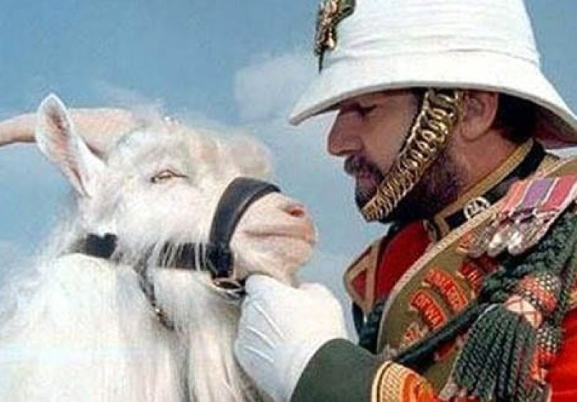 Top 10 Animals Given High Honors