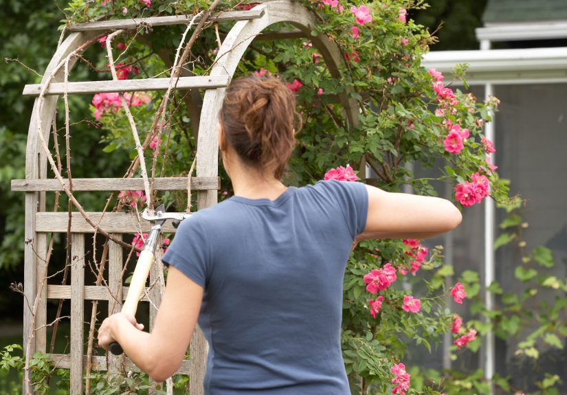 When to Cut Back Vines So They Grow Back Even Better