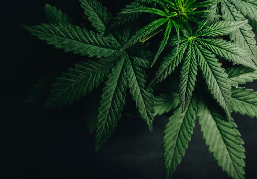 Why North American Medical Cannabis Can’t Compete Globally
