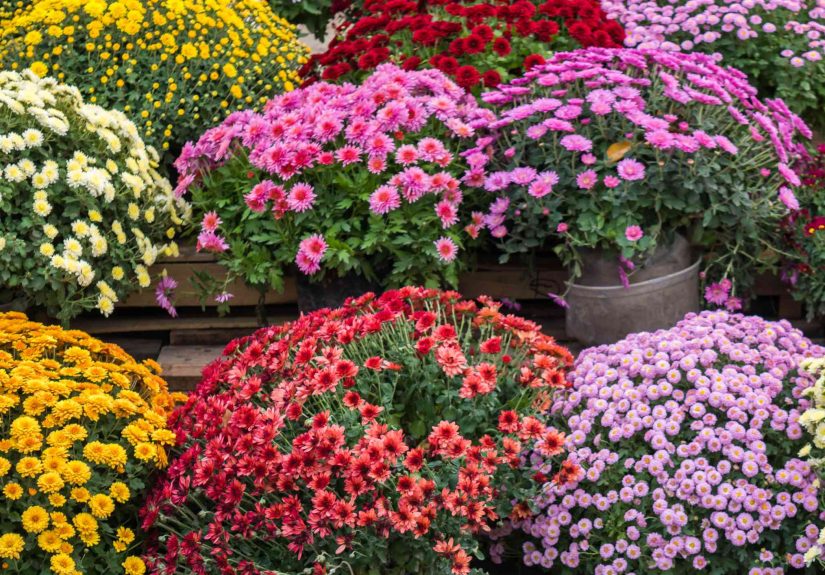 15 Mum Colors You Didn’t Know Existed (They’re Stunning)