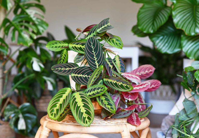 5 Houseplants That Are Extra Sensitive to Being Movedand How to Help Them Bounce Back