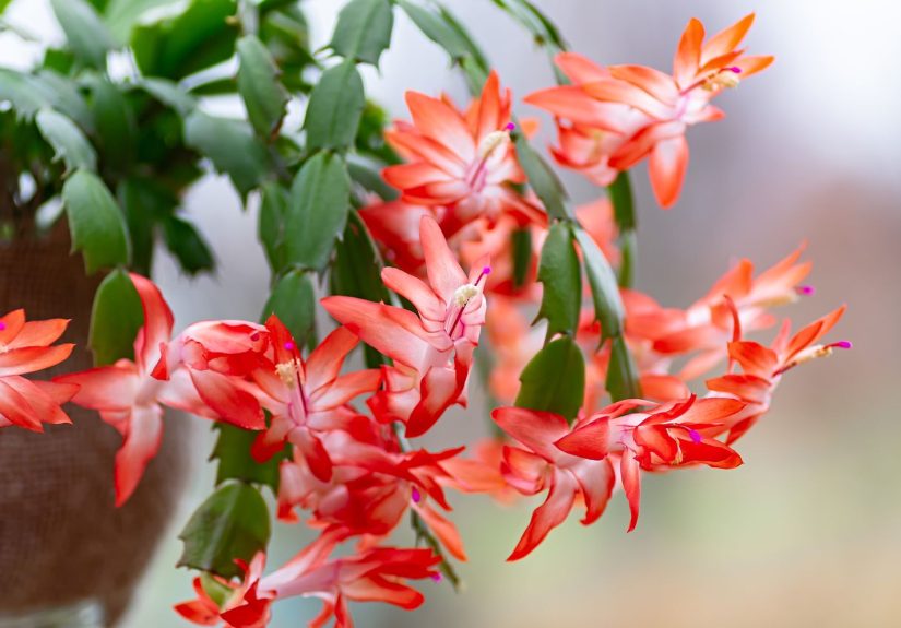 5 Reasons Your Christmas Cactus Isn’t Bloomingand How to Get Flowers Fast