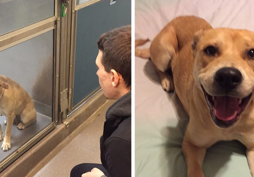 50 Before & After Pics Show The Difference A Day Of Adoption Can Make To A Shelter Pet
