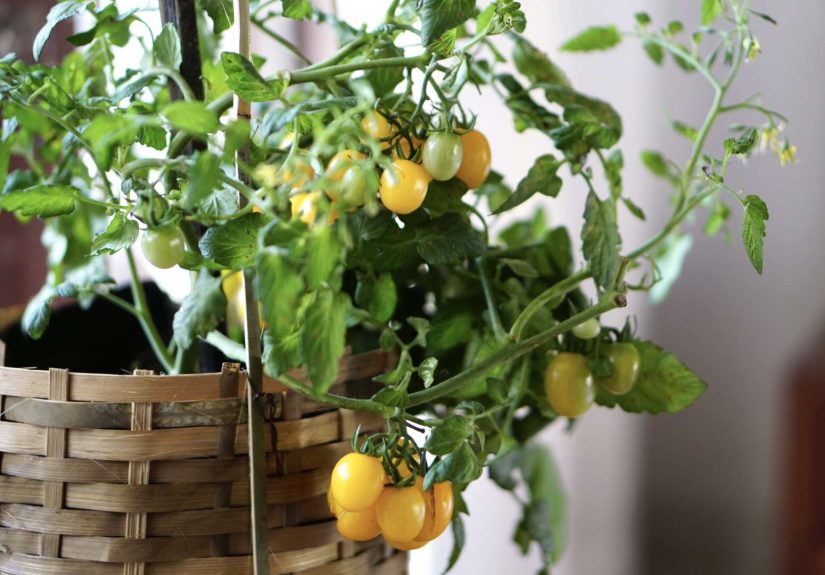 7 Easy Plants You Can Grow Indoors to Save Money on Groceries