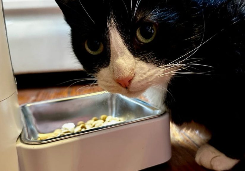 8 Best Automatic Cat Feeders of 2024