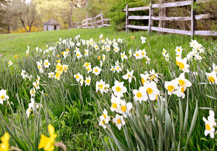 8 Common Mistakes When Planting Fall Bulbs and How to Avoid Them