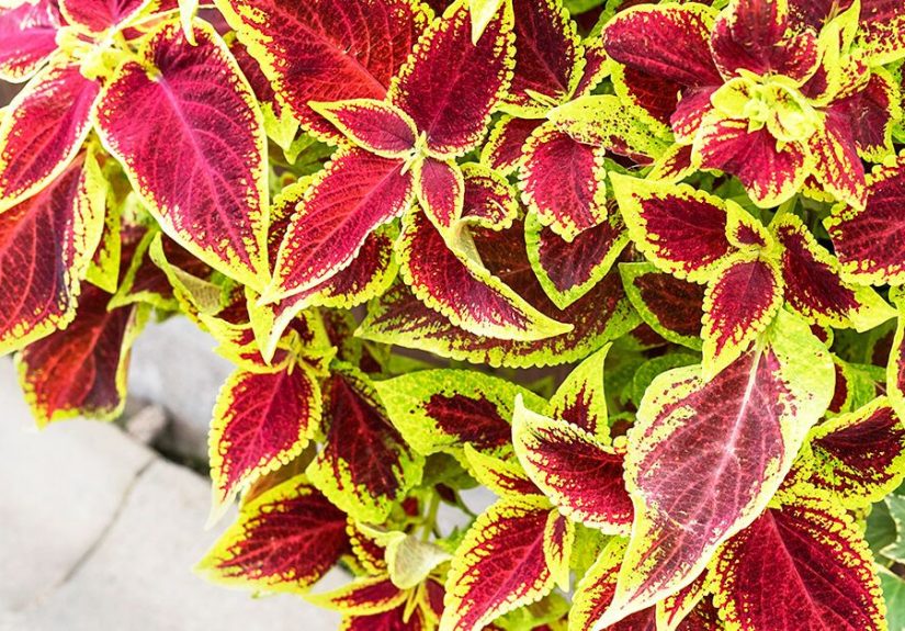 Does Forskolin Actually Work? An Evidence-Based Review