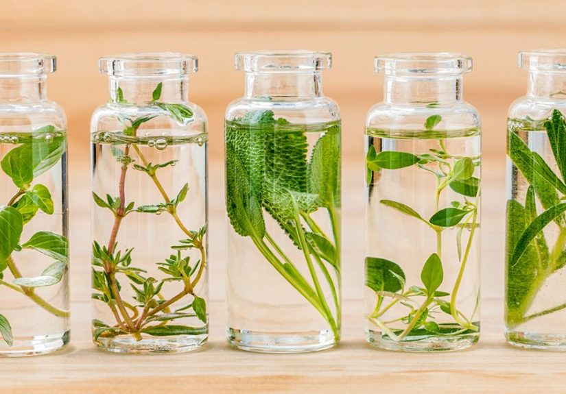 Essential Oils as Spider Repellent