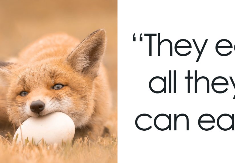 Foxes Are Way More Incredible Than You ThinkHere Are 31 Proofs