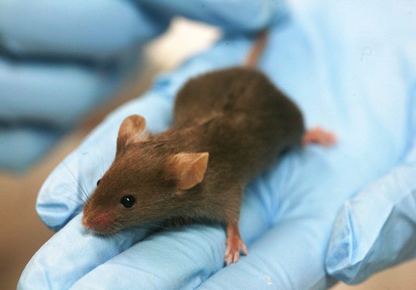 Hacking T Cells To Treat Celiac Disease