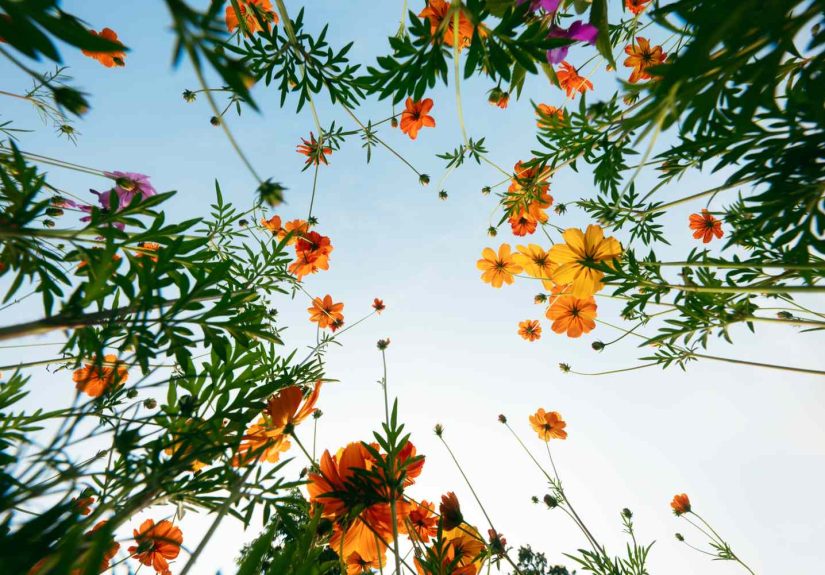 How to Brighten a “Blah” Day, According to Psychology