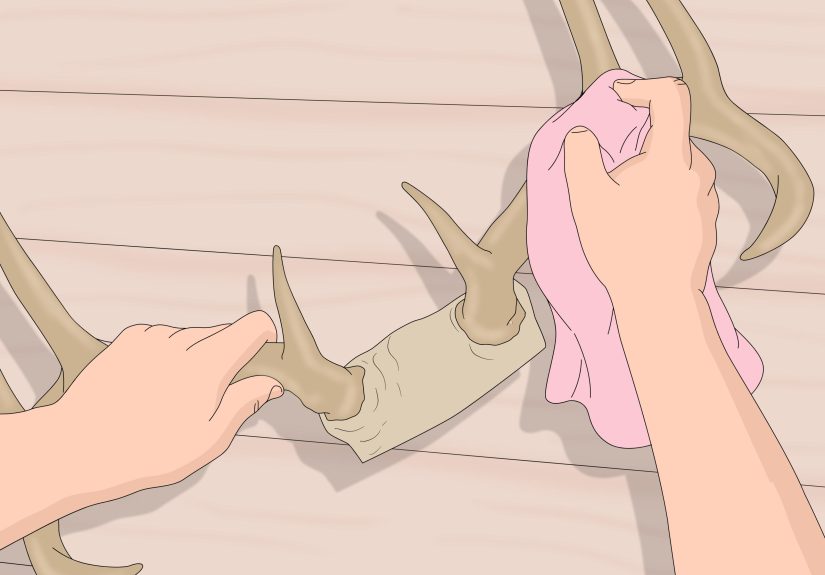 How to Clean Deer Antlers: 8 Steps