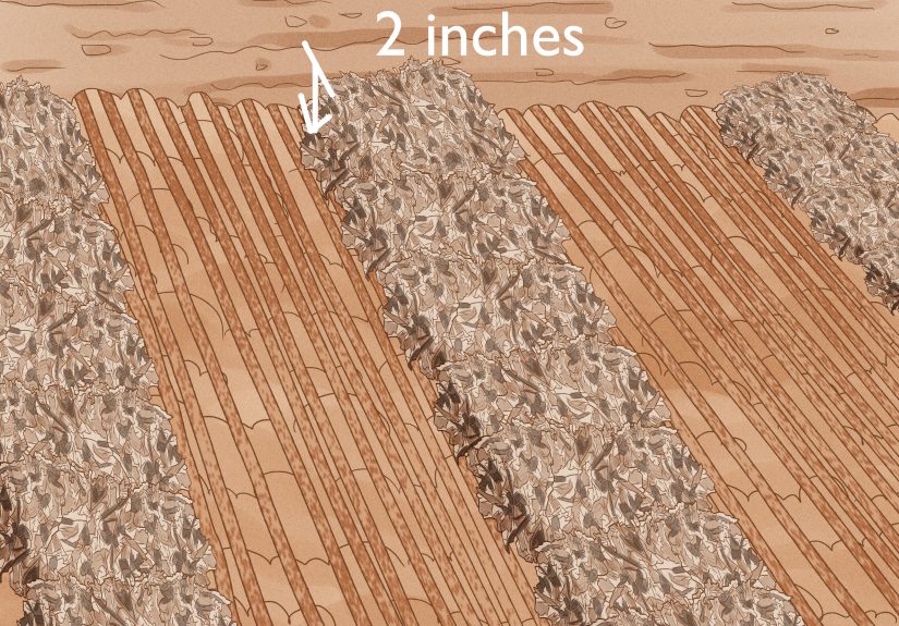 How to Prepare the Soil for a Vegetable Garden: Best Practices