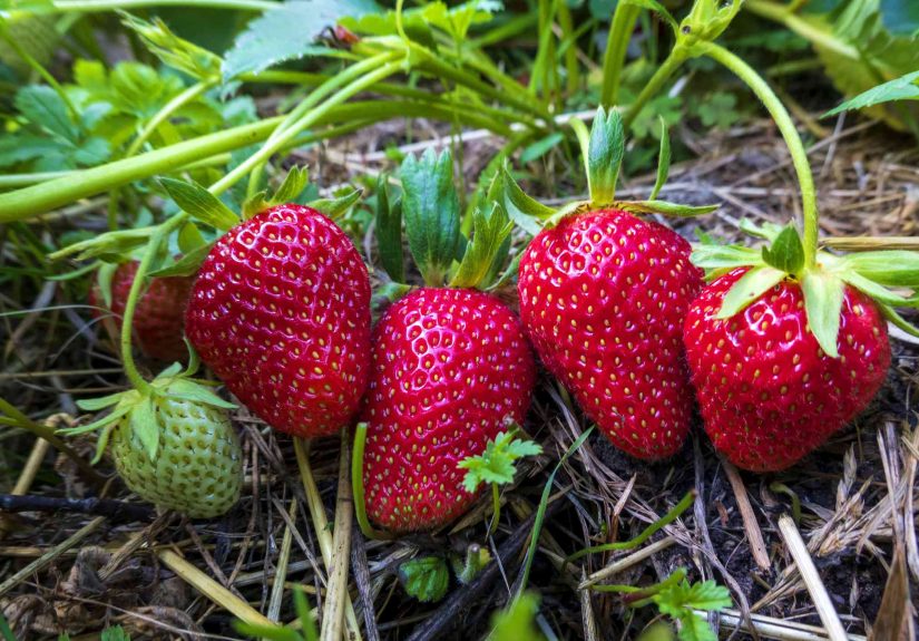 How to Winterize Strawberry Plants for a Better Spring Harvest