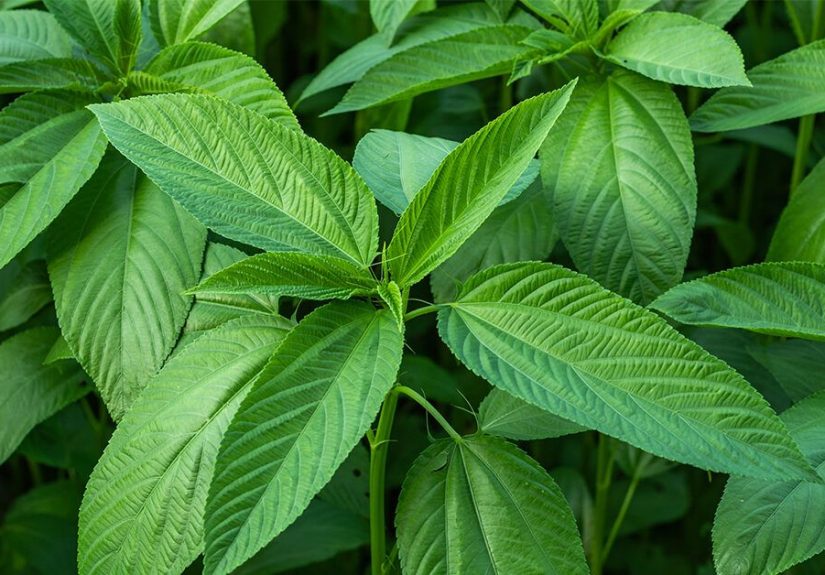 Jute Leaves: Nutrition, Benefits, Downsides, and Recipes
