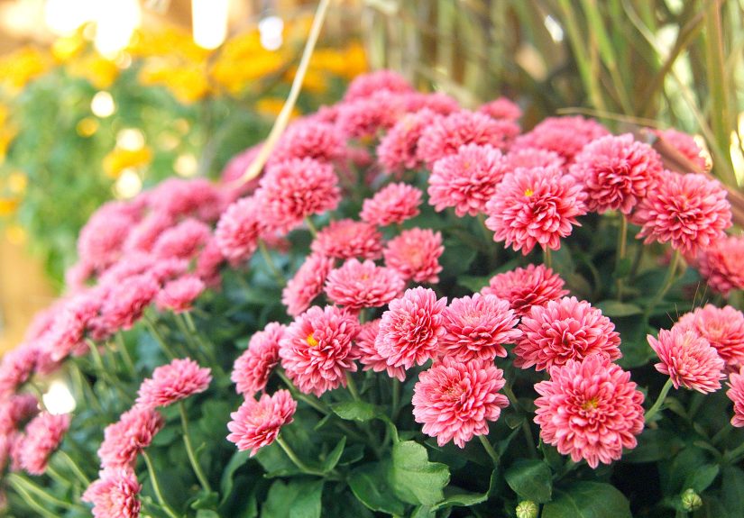 Trader Joe's Mums Are Back in Over 10 Stunning Shades